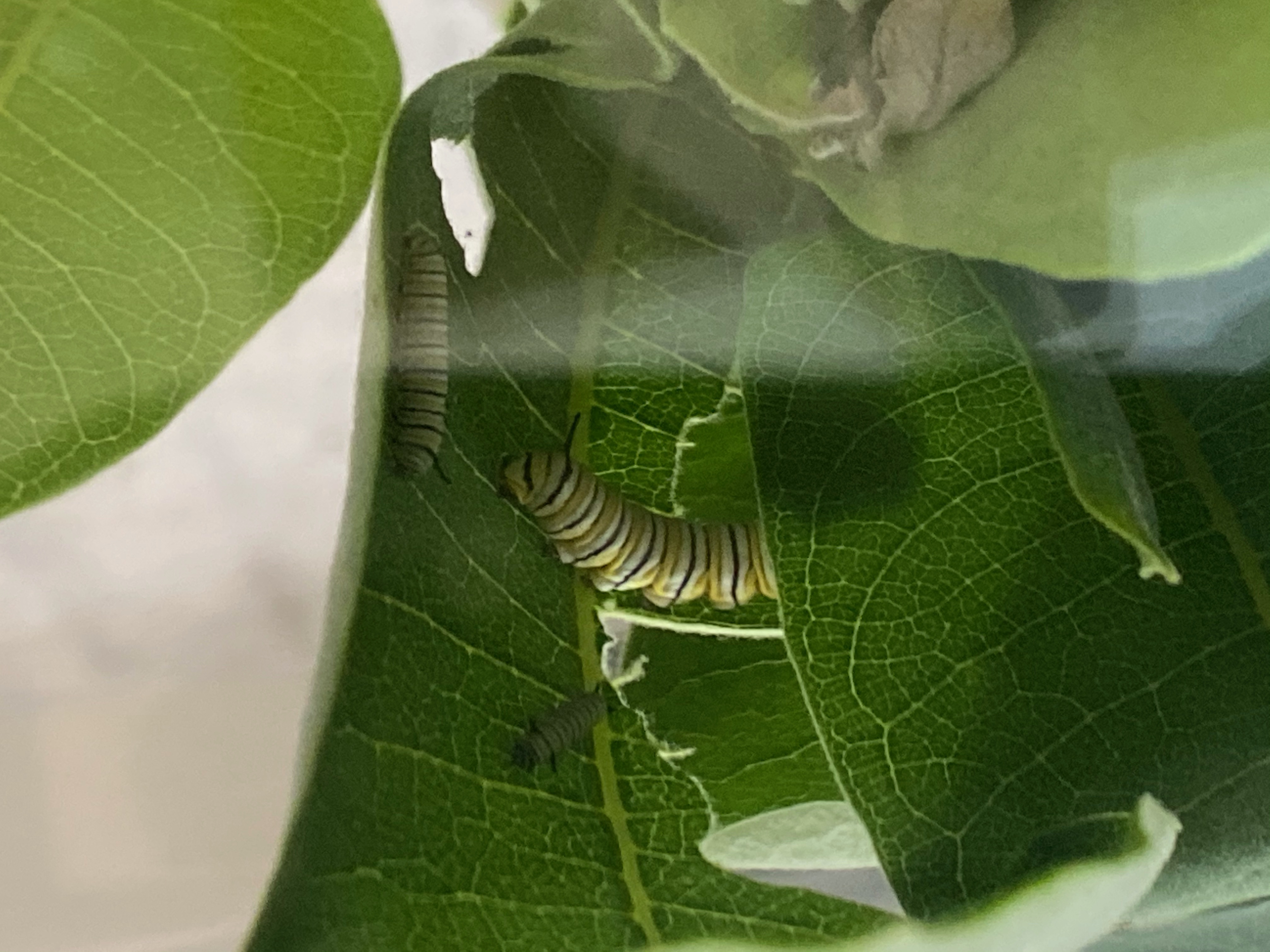 Caterpillars in action